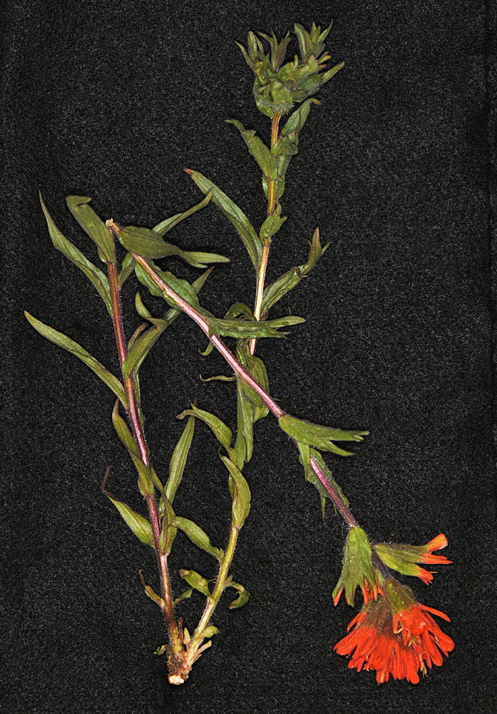 Flora of Eastern Washington Image: Castilleja hispida