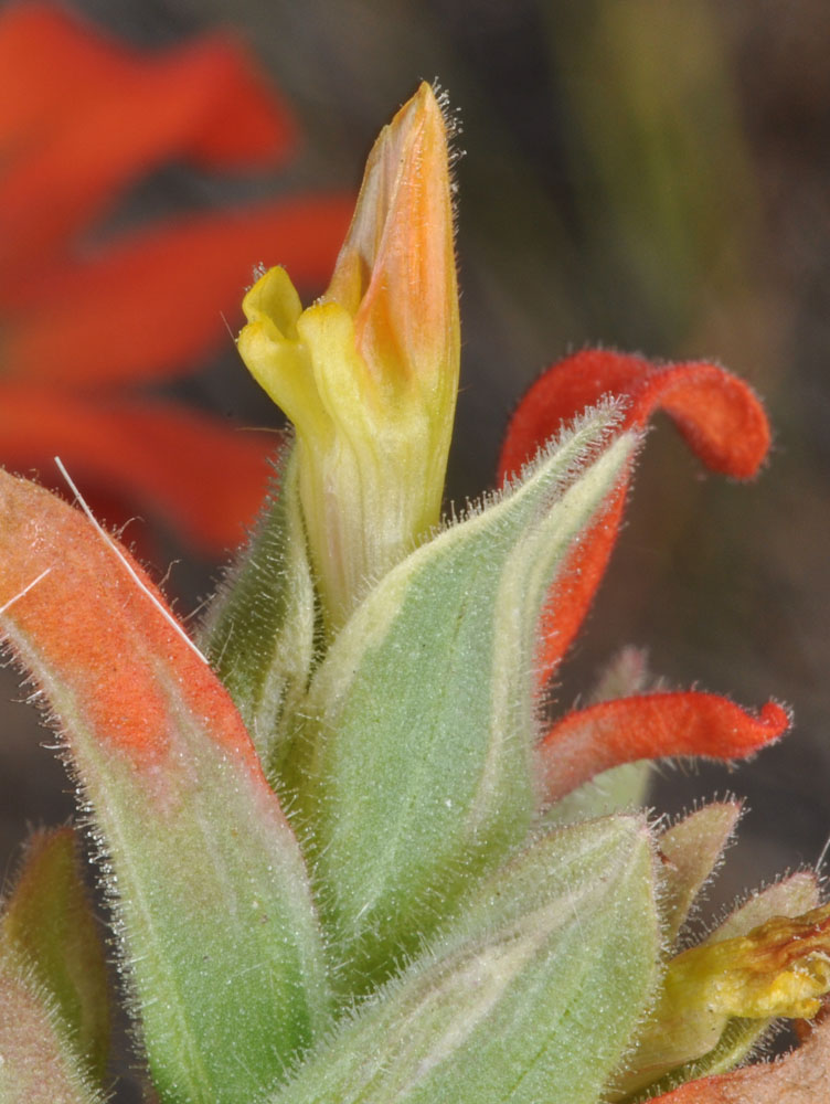 Flora of Eastern Washington Image: Castilleja minor