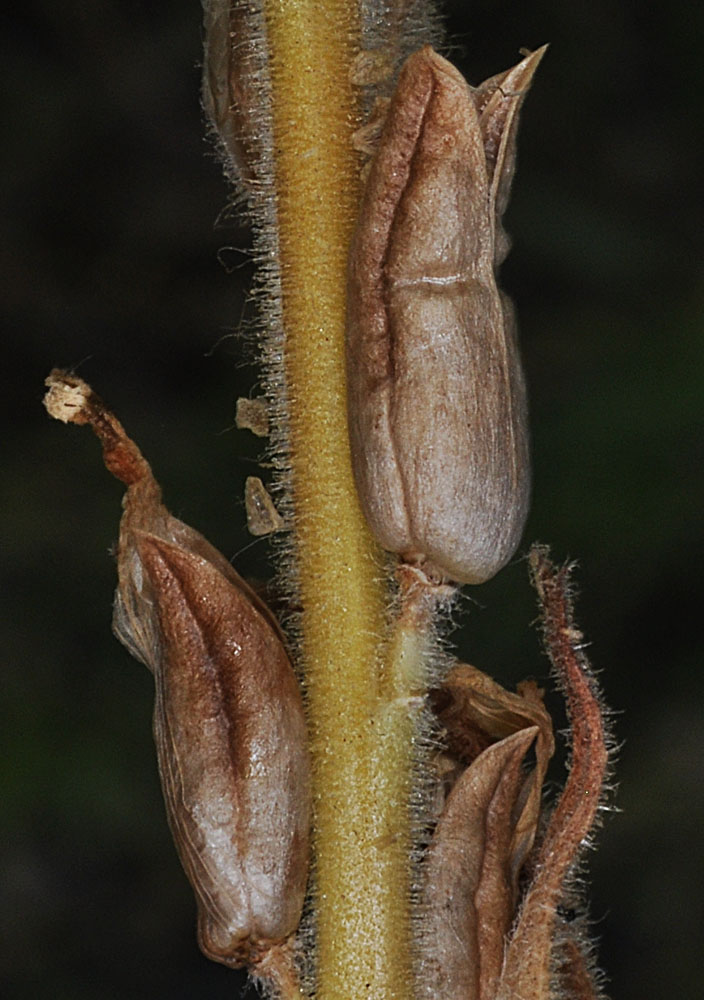 Flora of Eastern Washington Image: Castilleja minor