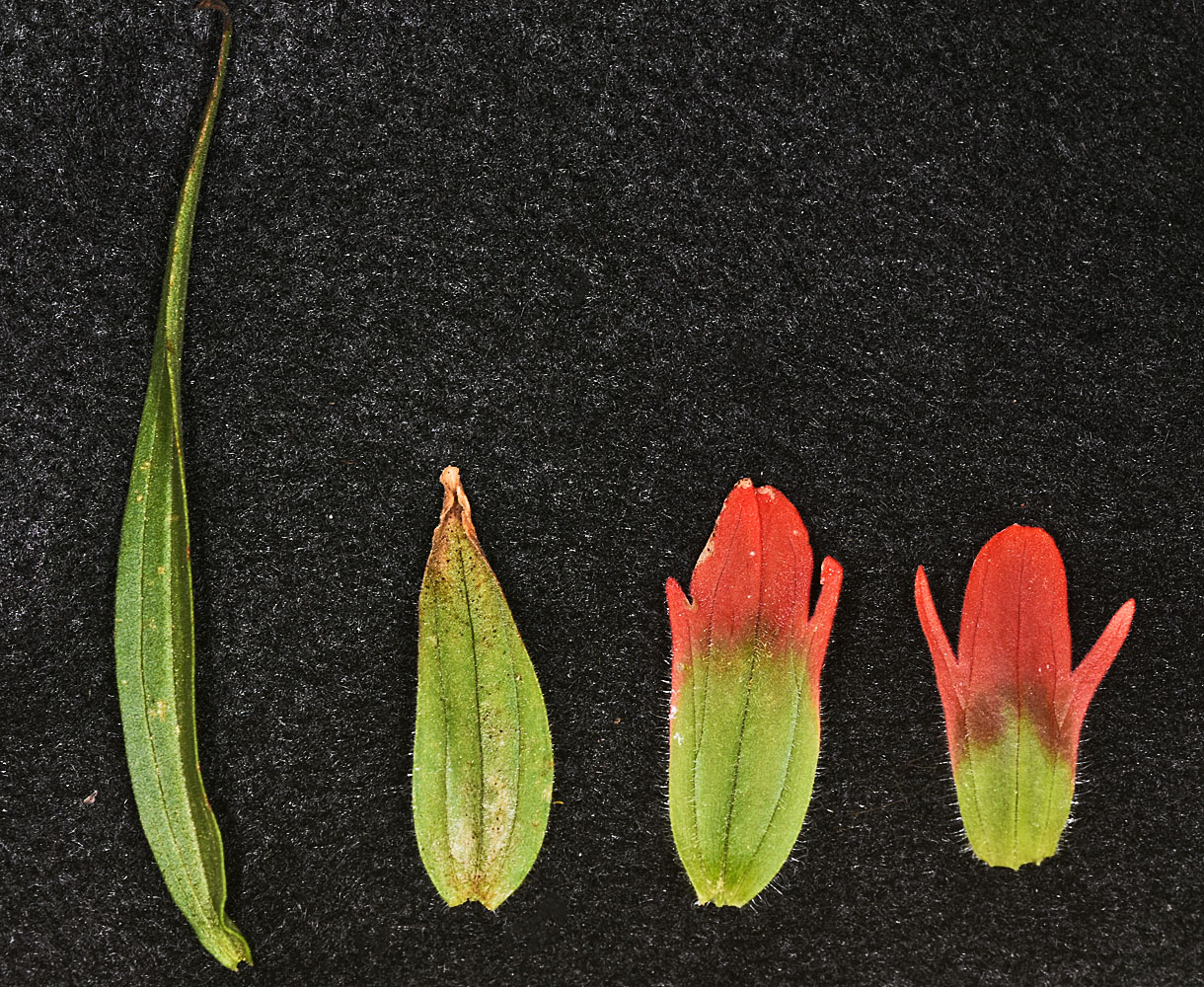 Flora of Eastern Washington Image: Castilleja miniata
