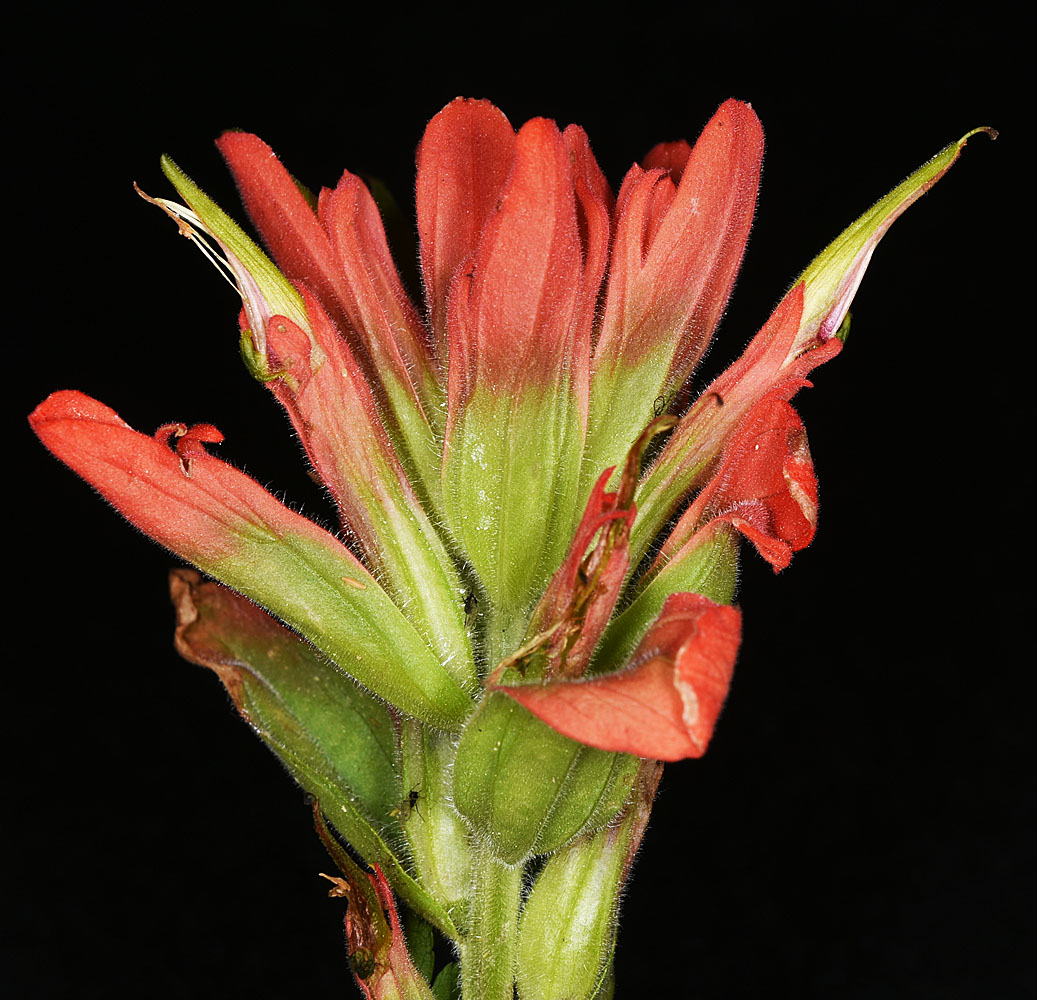 Flora of Eastern Washington Image: Castilleja miniata