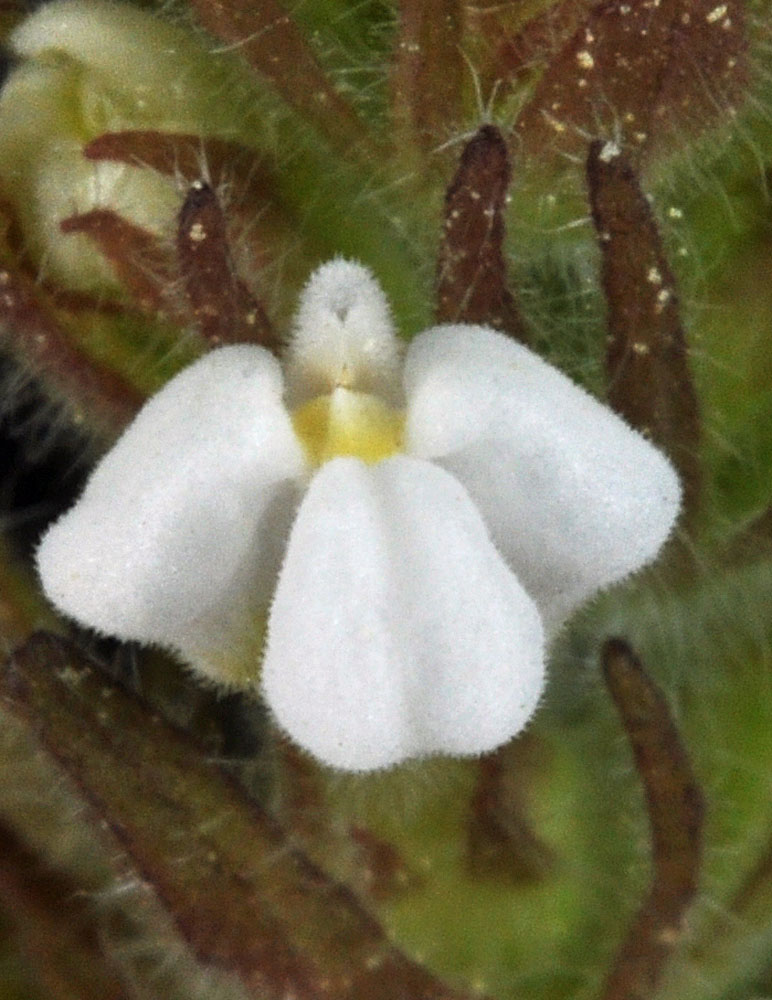 Flora of Eastern Washington Image: Castilleja tenuis