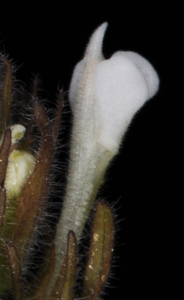 Flora of Eastern Washington Image: Castilleja tenuis
