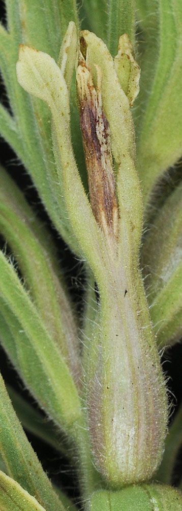 Flora of Eastern Washington Image: Castilleja thompsonii