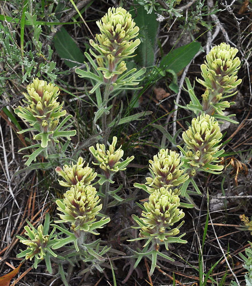 Flora of Eastern Washington Image: Castilleja thompsonii