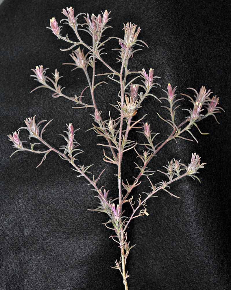 Flora of Eastern Washington Image: Cordylanthus capitatus