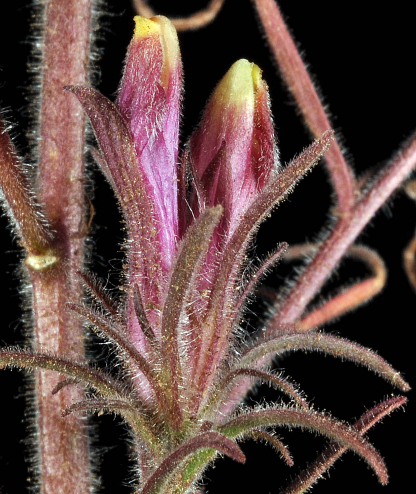 Flora of Eastern Washington Image: Cordylanthus capitatus
