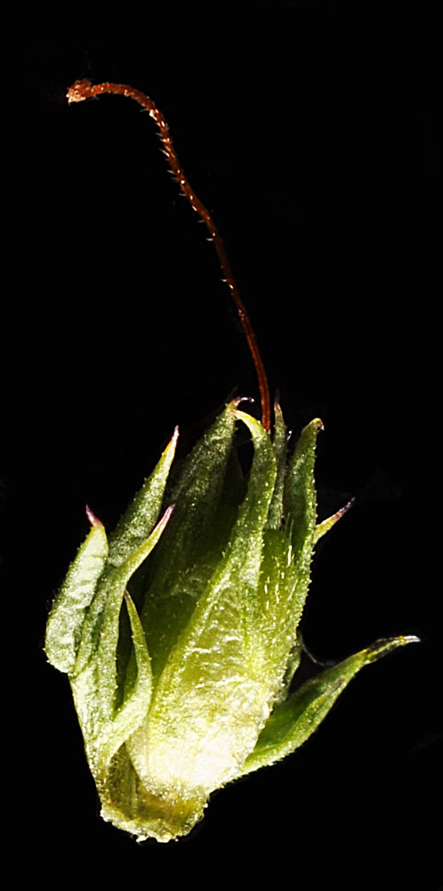 Flora of Eastern Washington Image: Euphrasia nemorosa