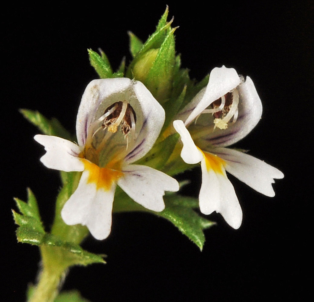 Flora of Eastern Washington Image: Euphrasia nemorosa