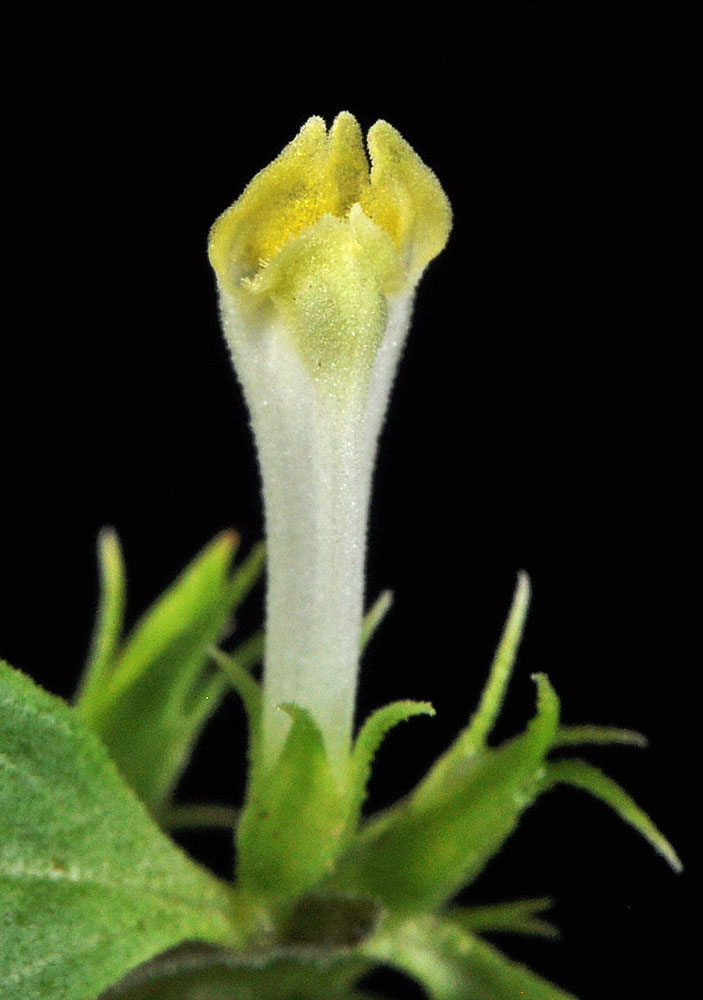 Flora of Eastern Washington Image: Melampyrum lineare