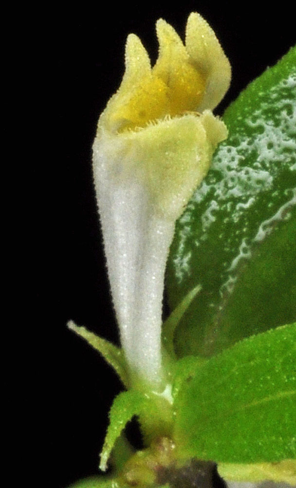 Flora of Eastern Washington Image: Melampyrum lineare