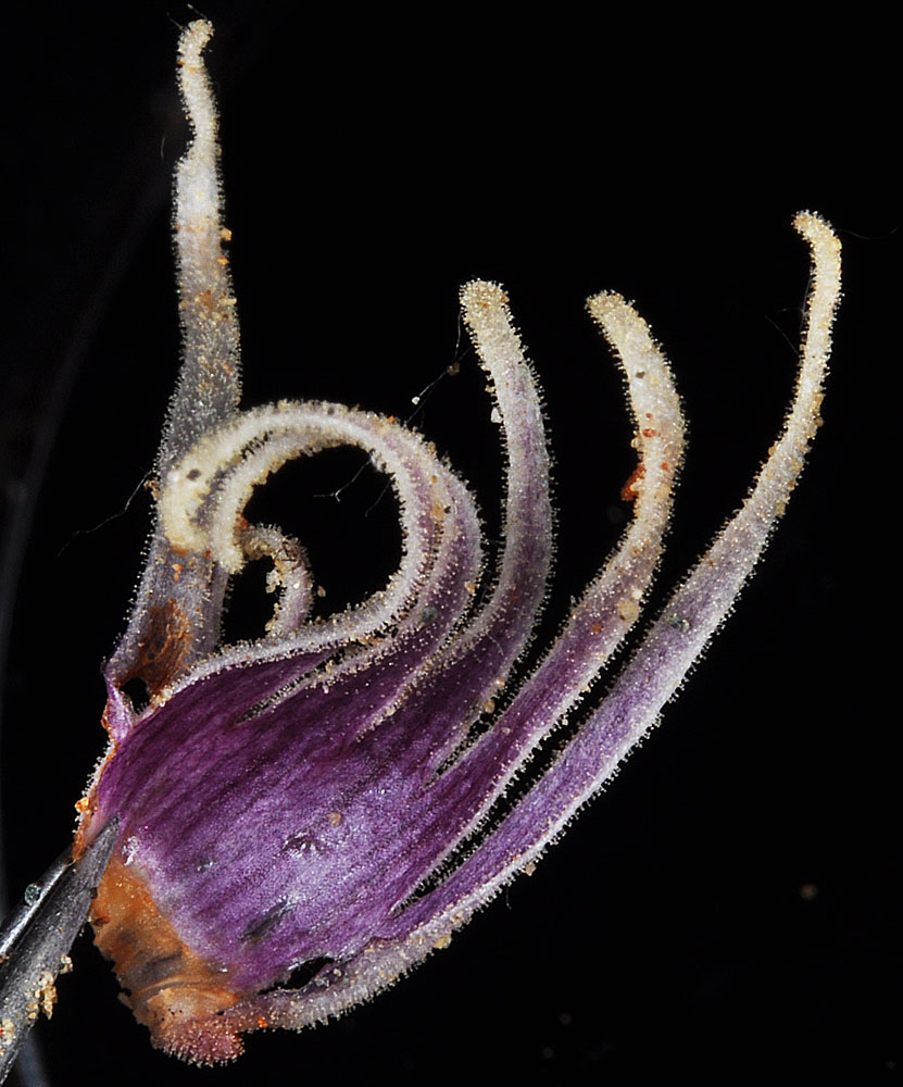 Flora of Eastern Washington Image: Aphyllon corymbosum