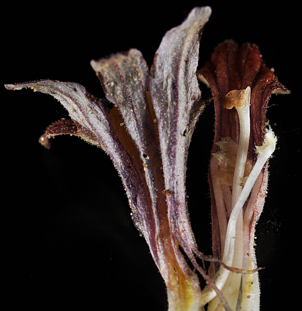 Flora of Eastern Washington Image: Aphyllon corymbosum