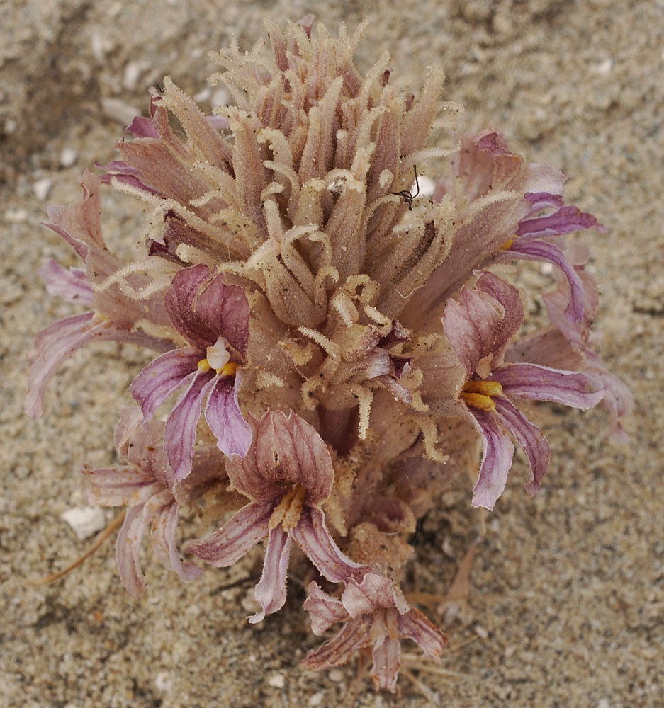 Flora of Eastern Washington Image: Orobanche corymbosa