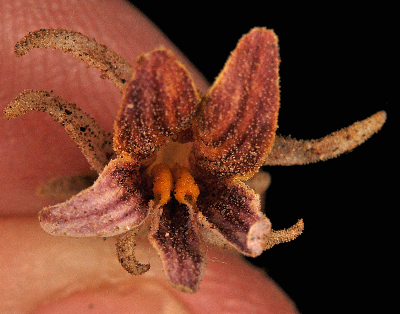 Flora of Eastern Washington Image: Orobanche corymbosa