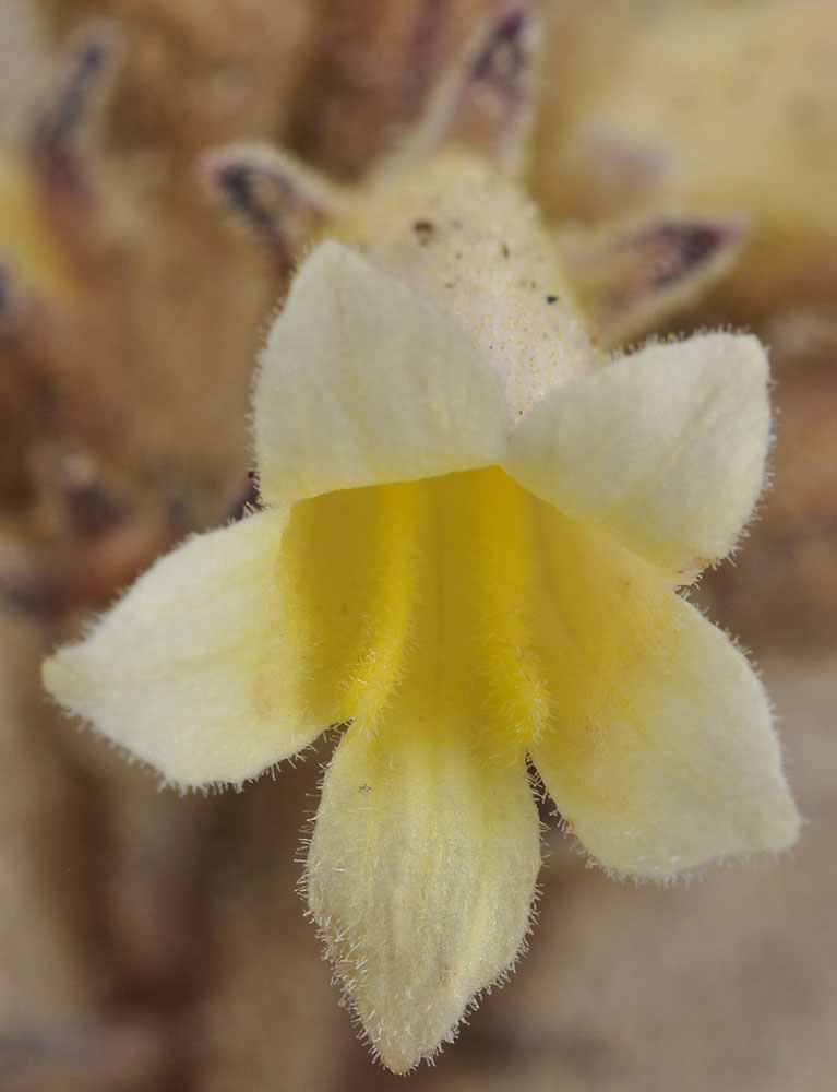 Flora of Eastern Washington Image: Aphyllon fasciculatum