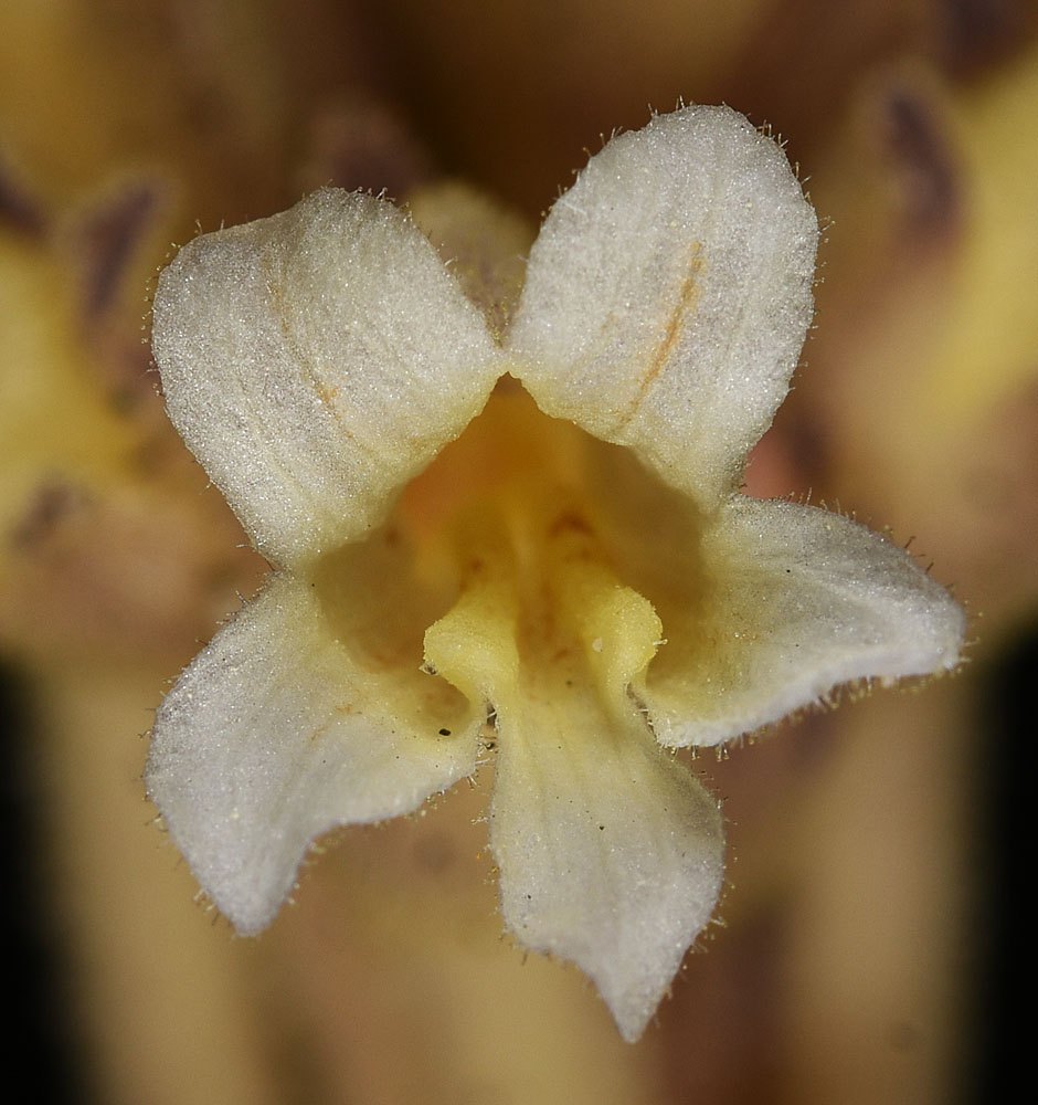 Flora of Eastern Washington Image: Aphyllon fasciculatum