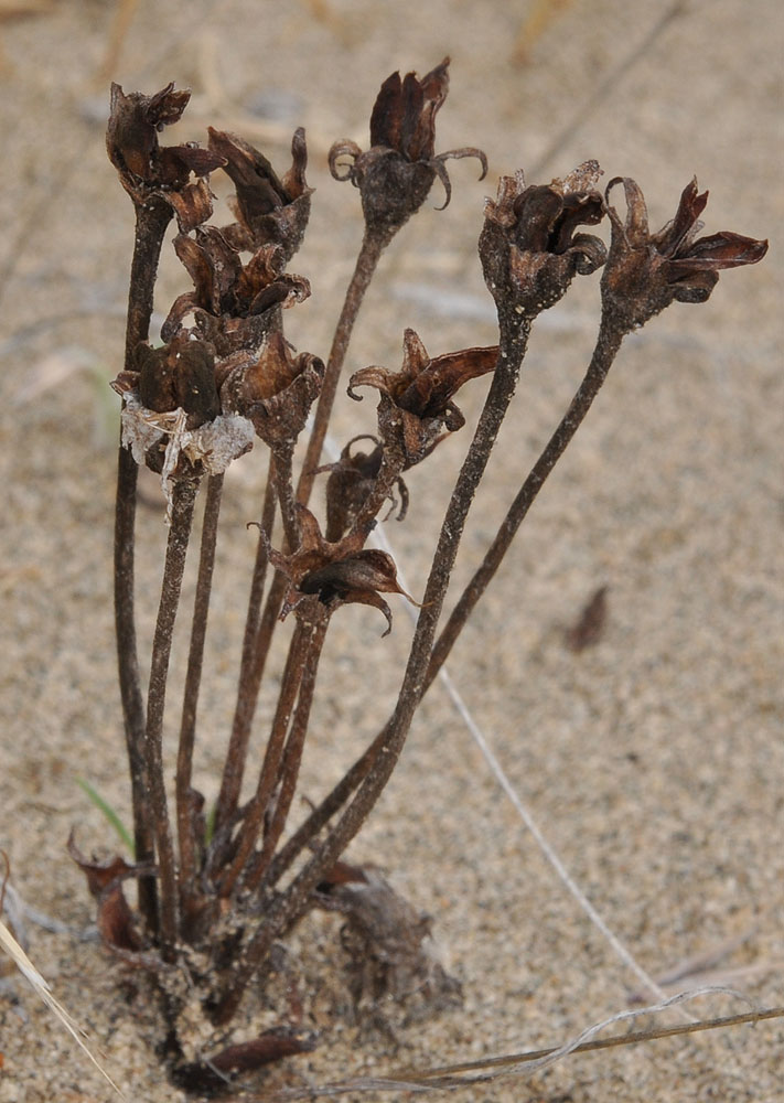 Flora of Eastern Washington Image: Orobanche fasciculata
