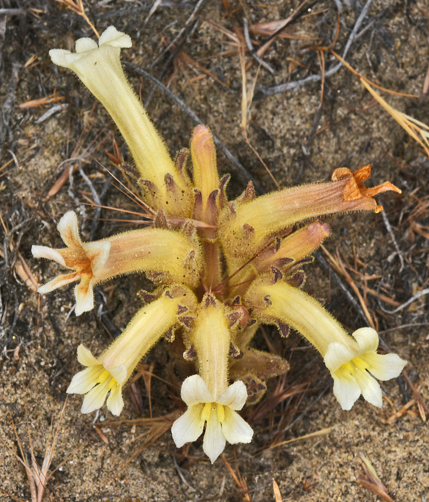 Flora of Eastern Washington Image: Orobanche fasciculata
