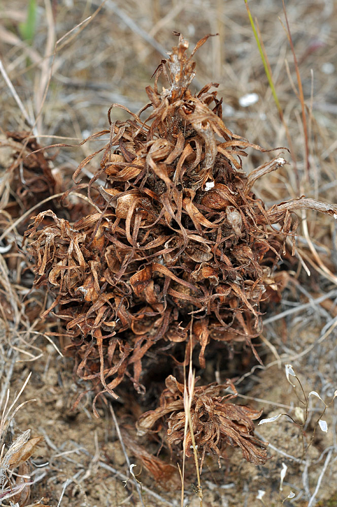 Flora of Eastern Washington Image: Orobanche ludoviciana