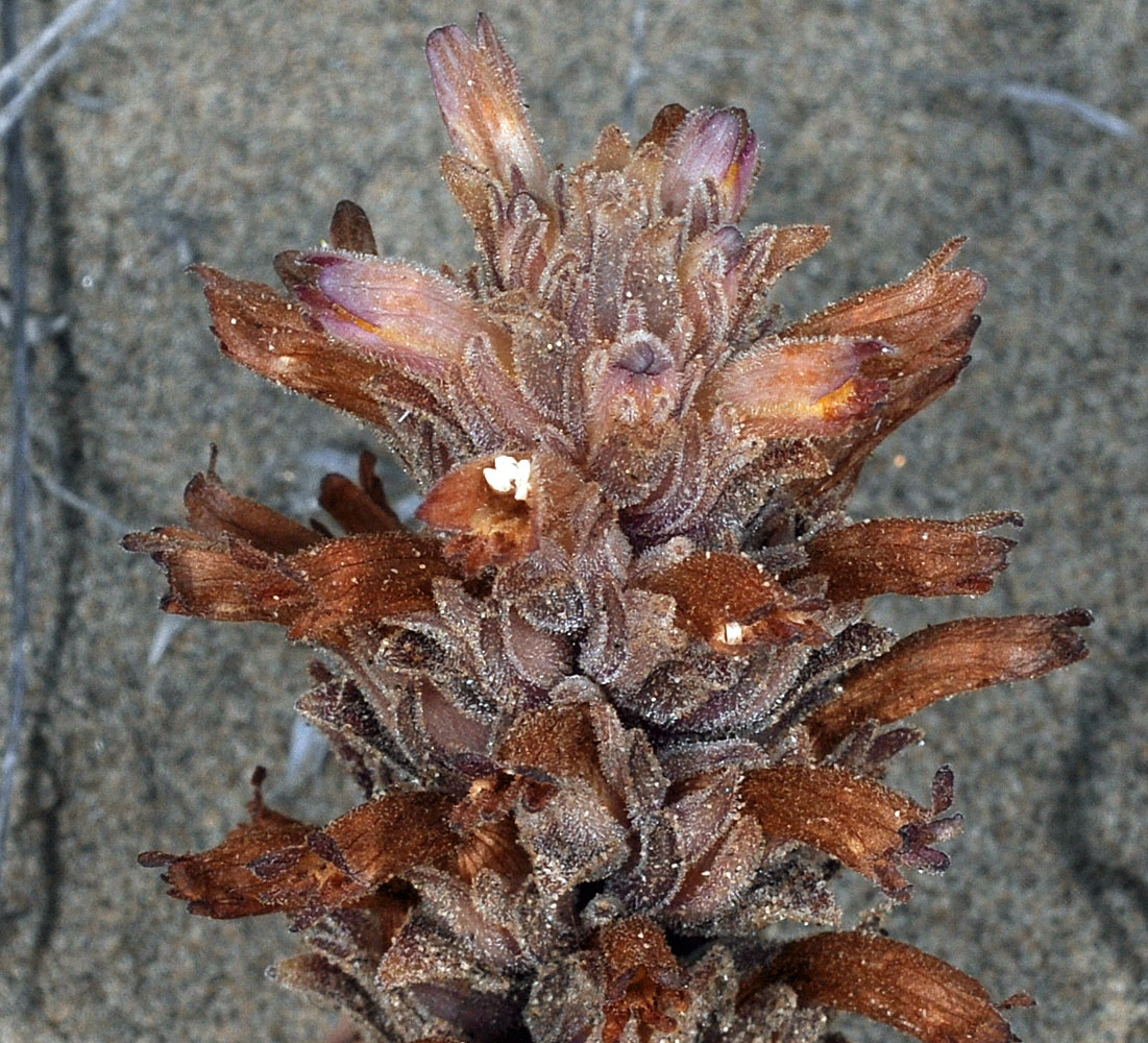 Flora of Eastern Washington Image: Aphyllon ludovicianum