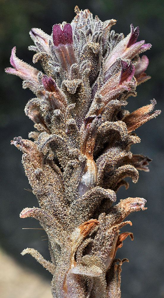 Flora of Eastern Washington Image: Orobanche ludoviciana