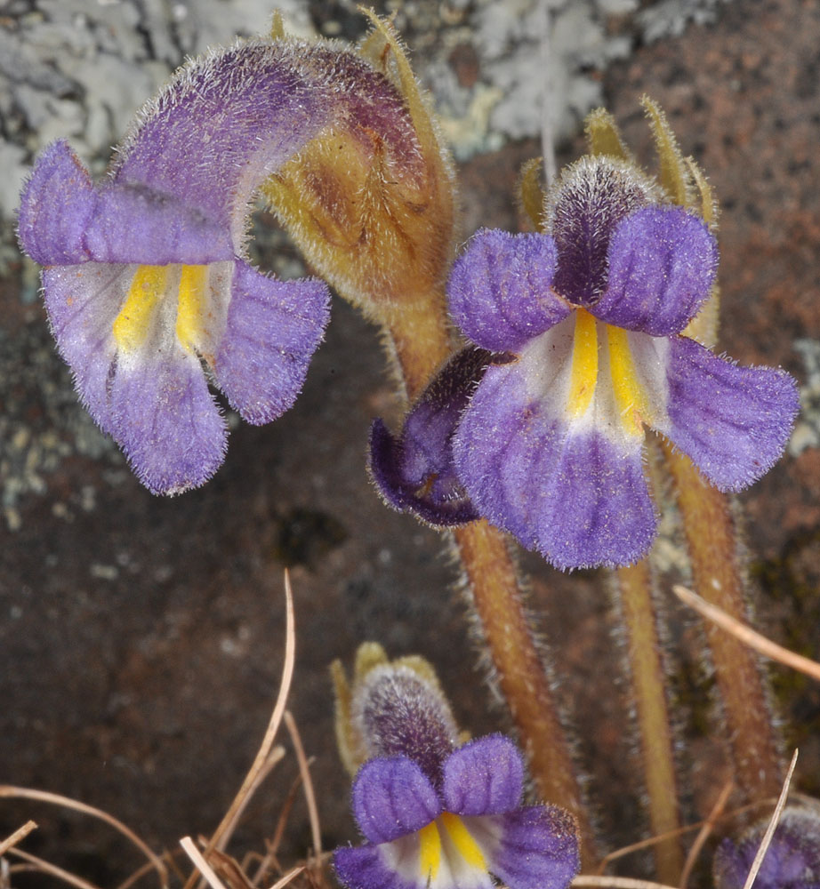 Flora of Eastern Washington Image: Aphyllon purpureum