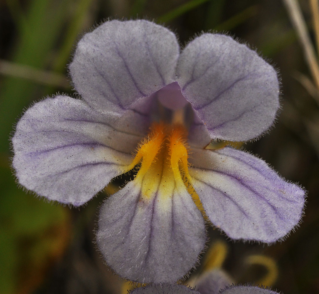 Flora of Eastern Washington Image: Orobanche uniflora