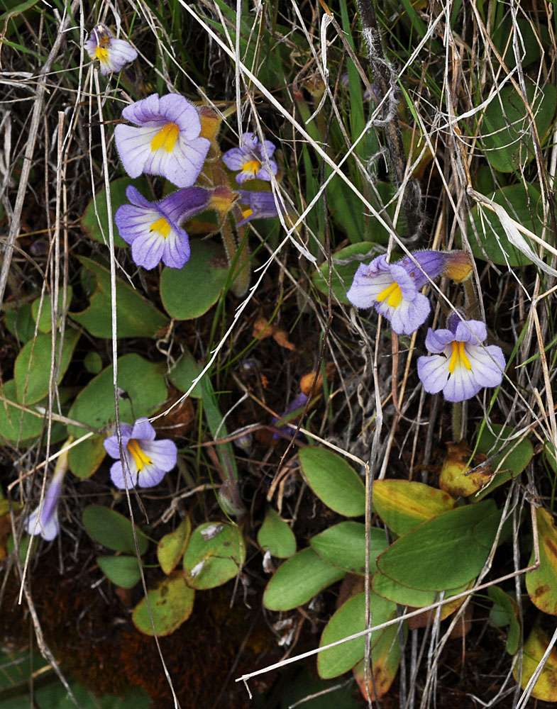 Flora of Eastern Washington Image: Aphyllon purpureum