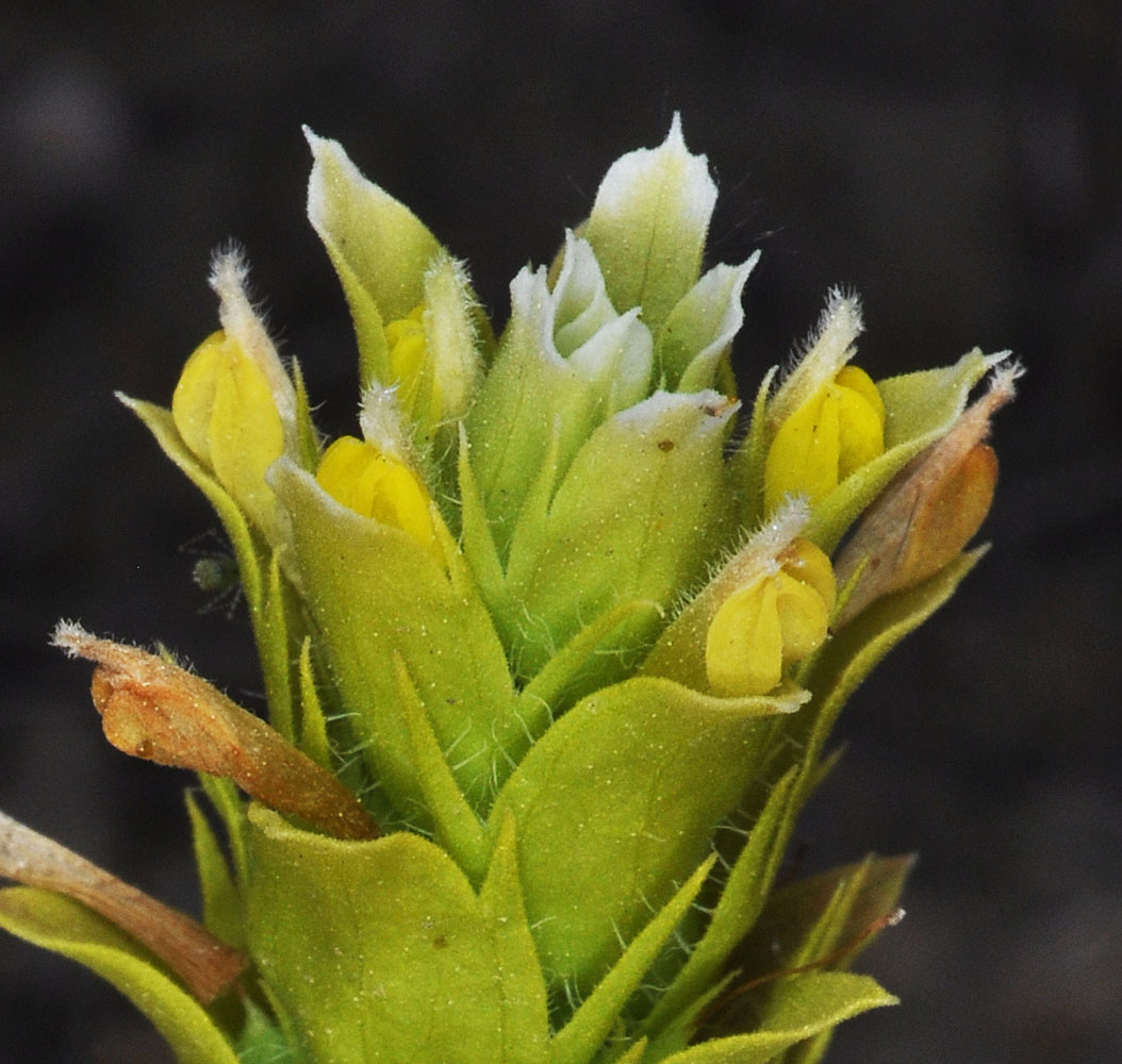 Flora of Eastern Washington Image: Orthocarpus barbatus
