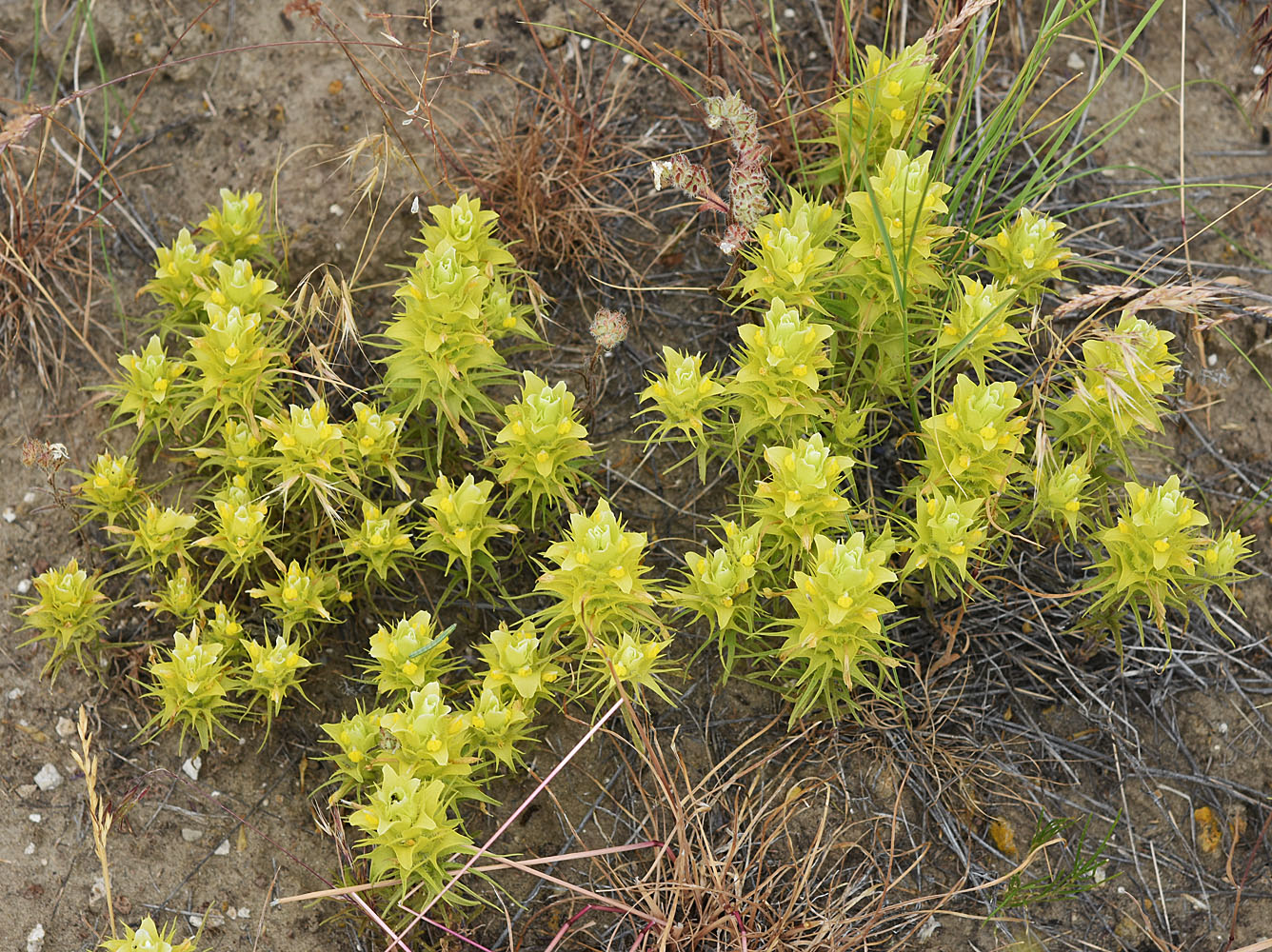 Flora of Eastern Washington Image: Orthocarpus barbatus