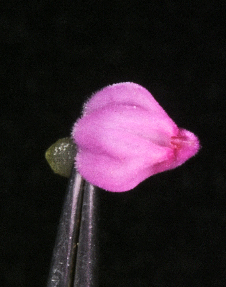 Flora of Eastern Washington Image: Orthocarpus bracteosus