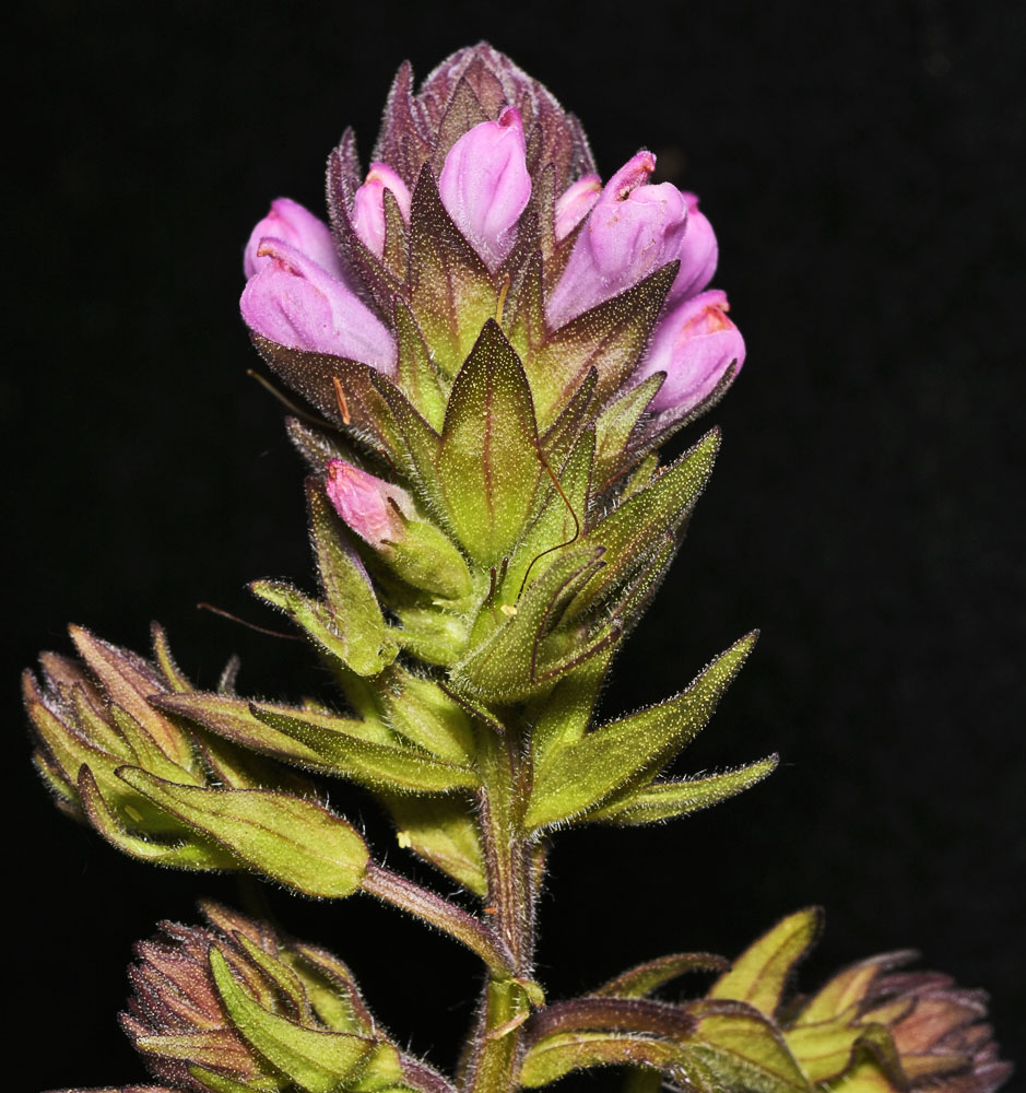 Flora of Eastern Washington Image: Orthocarpus bracteosus