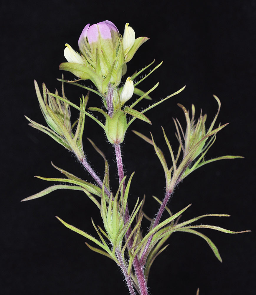 Flora of Eastern Washington Image: Orthocarpus tenuifolius