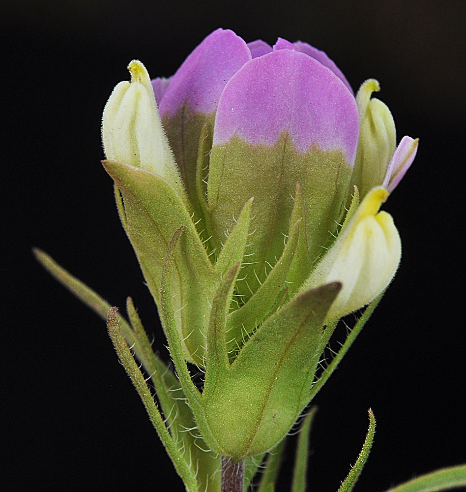 Flora of Eastern Washington Image: Orthocarpus tenuifolius