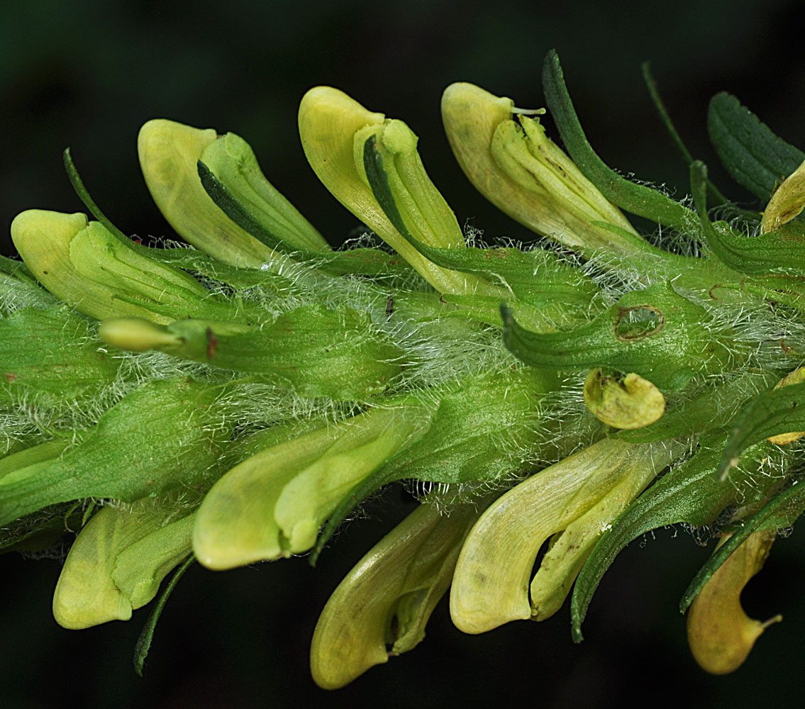 Flora of Eastern Washington Image: Pedicularis bracteosa