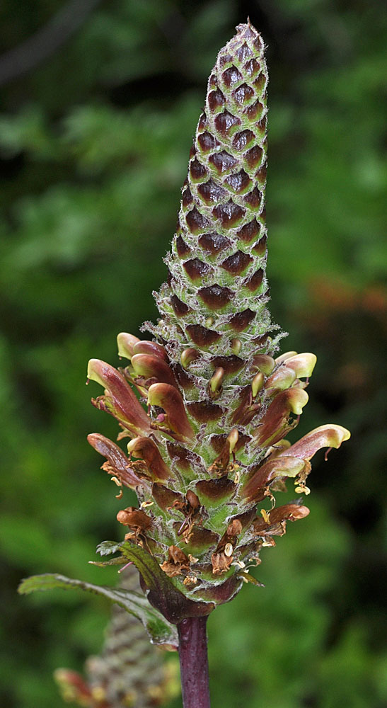 Flora of Eastern Washington Image: Pedicularis bracteosa