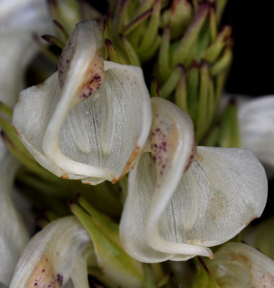 Flora of Eastern Washington Image: Pedicularis contorta