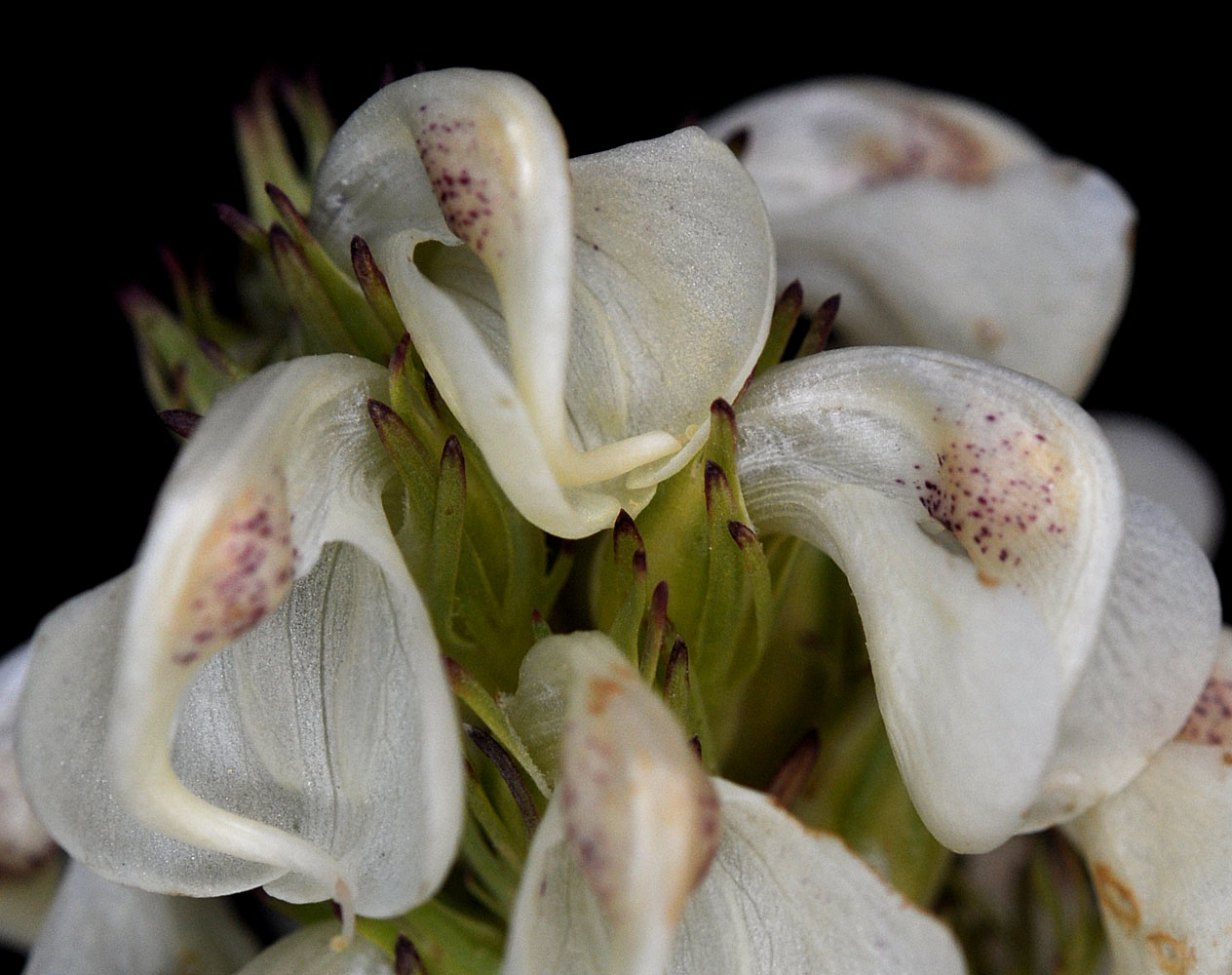 Flora of Eastern Washington Image: Pedicularis contorta
