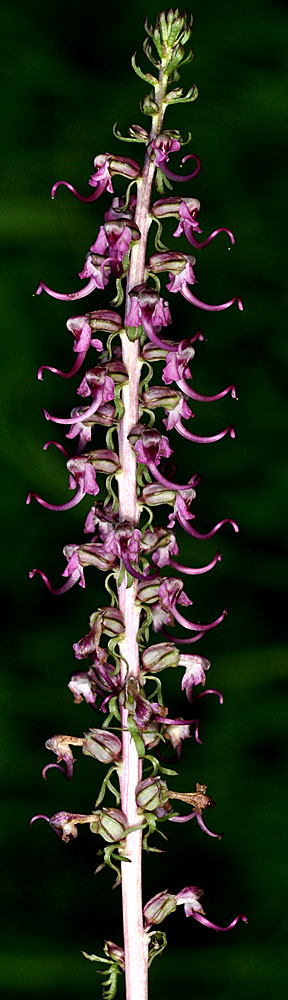 Flora of Eastern Washington Image: Pedicularis groenlandica