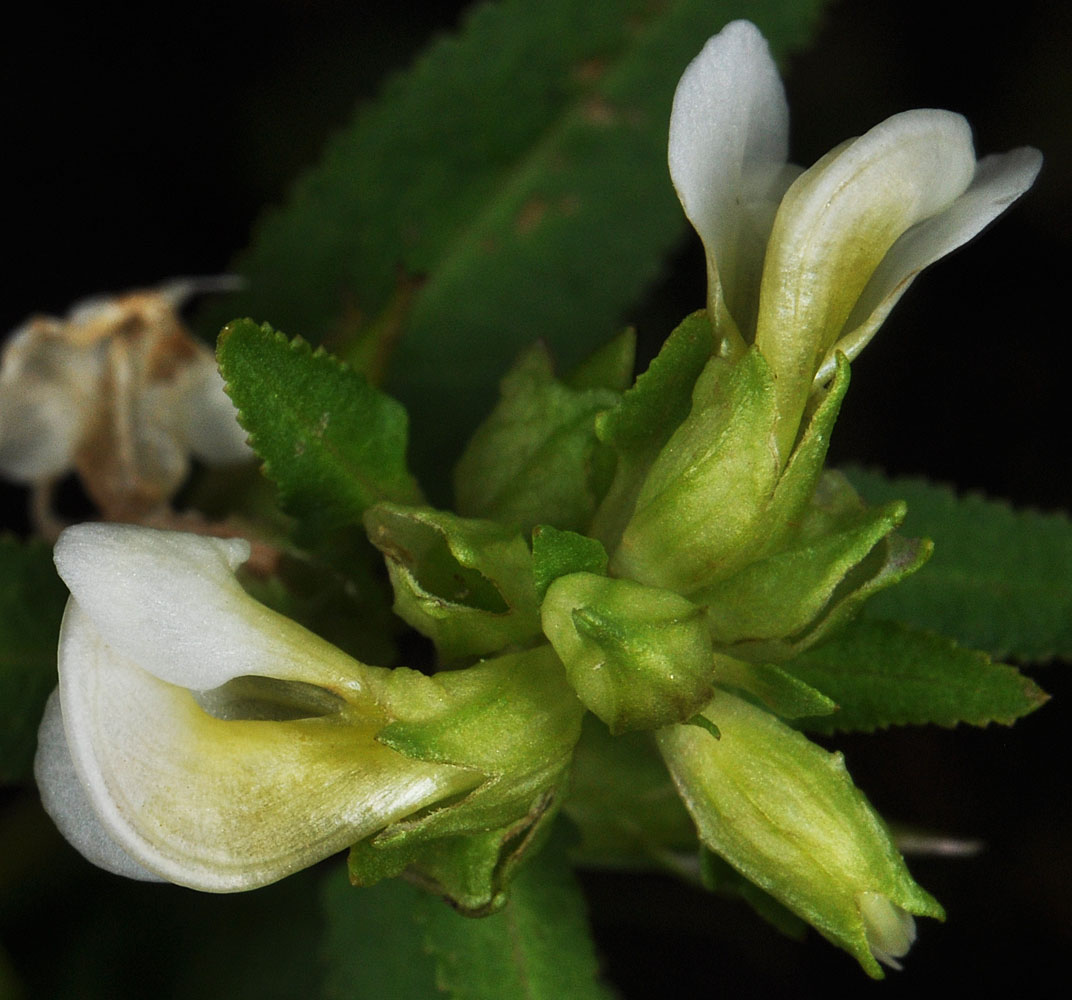 Flora of Eastern Washington Image: Pedicularis racemosa