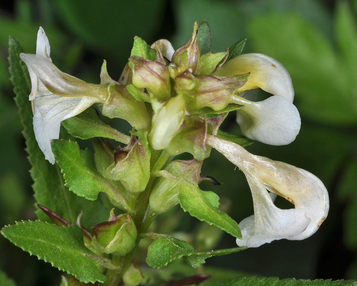 Flora of Eastern Washington Image: Pedicularis racemosa