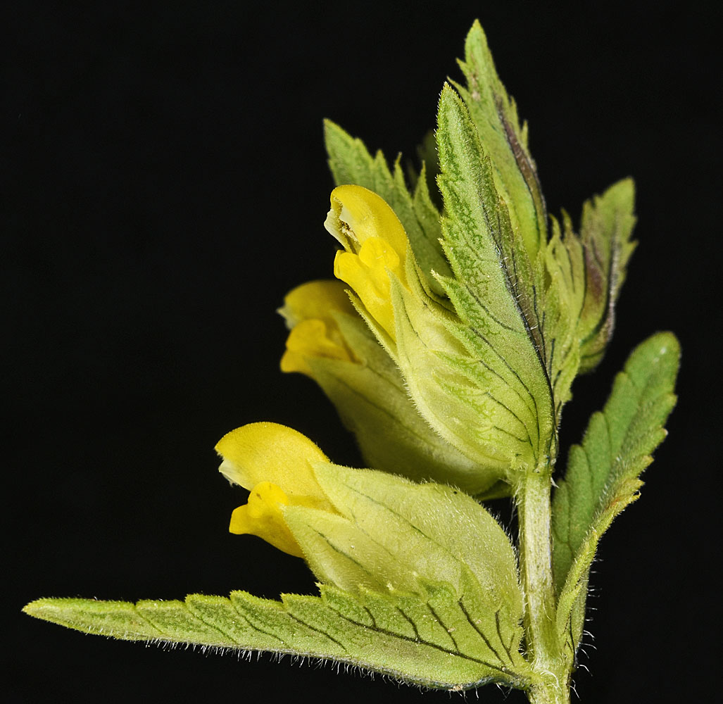 Flora of Eastern Washington Image: Rhinanthus minor