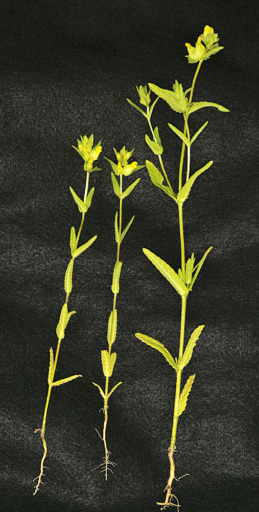 Flora of Eastern Washington Image: Rhinanthus minor