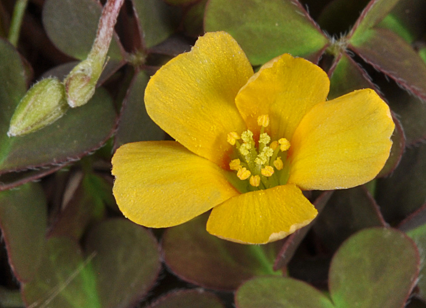 Flora of Eastern Washington Image: Oxalis corniculata
