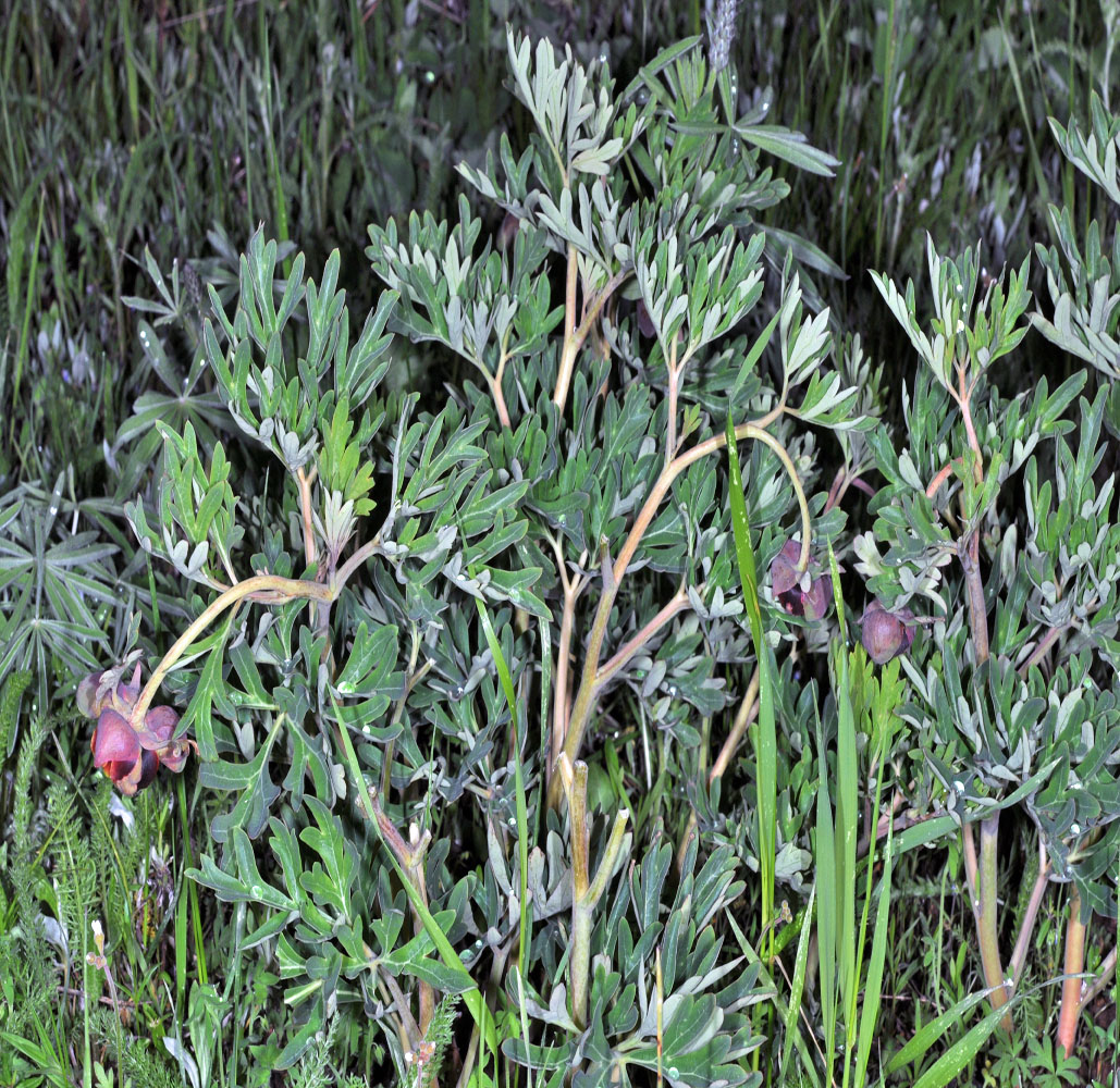 Flora of Eastern Washington Image: Paeonia brownii