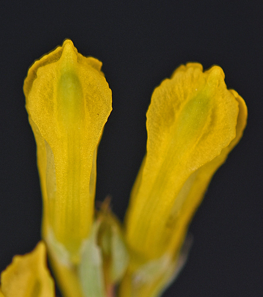Flora of Eastern Washington Image: Corydalis aurea