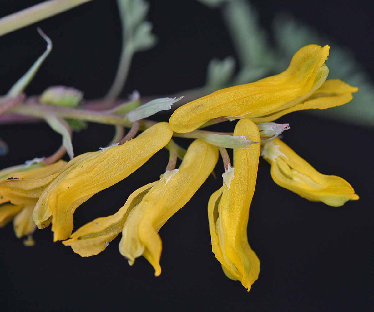 Flora of Eastern Washington Image: Corydalis aurea