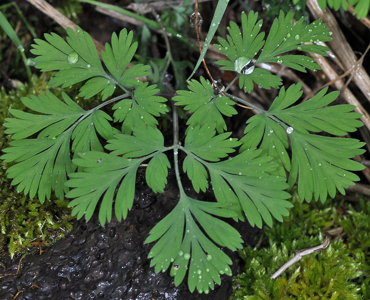 Flora of Eastern Washington Image: Dicentra cucullaria