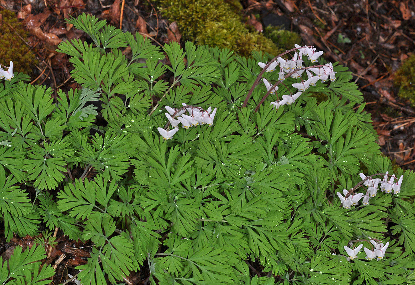 Flora of Eastern Washington Image: Dicentra cucullaria